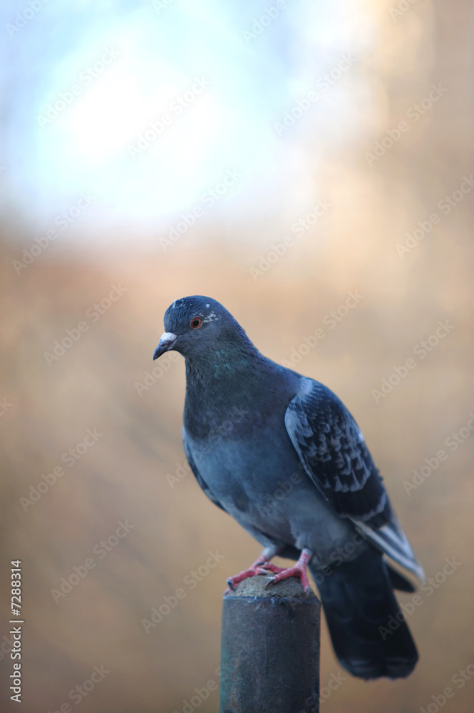 Obraz premium Pigeon bird