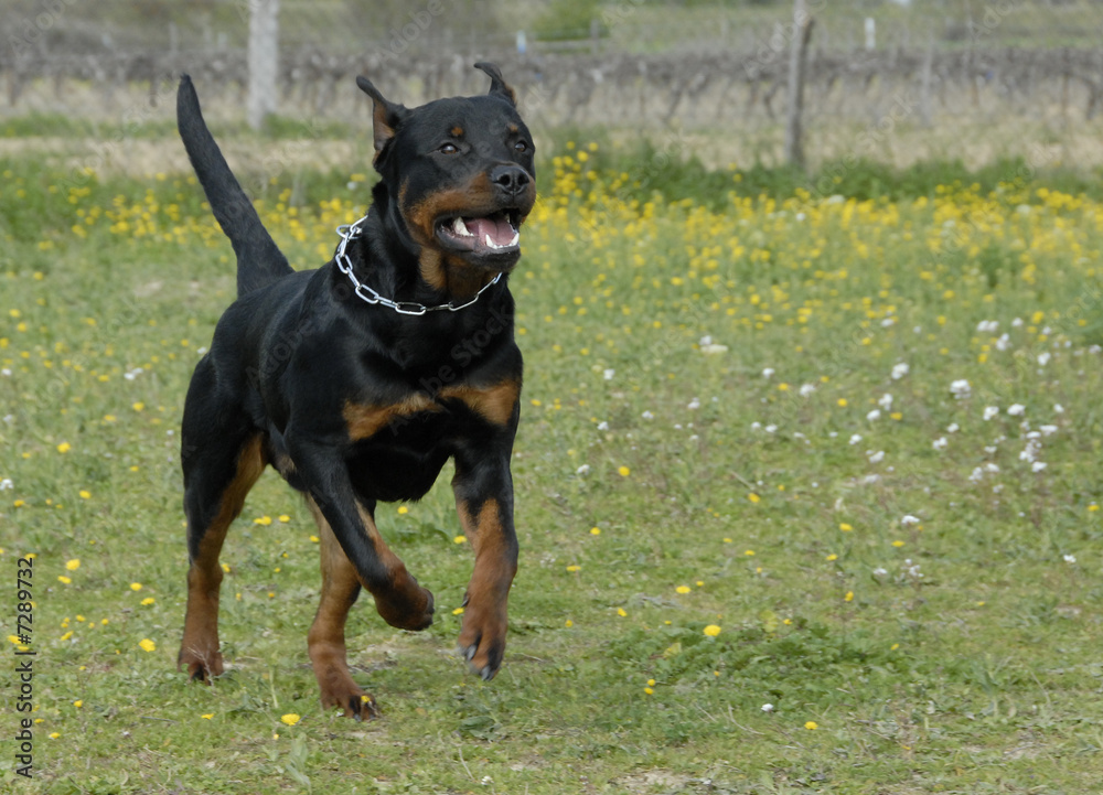 rottweiler en pleine course rottweiler en pleine course