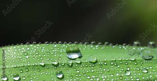 rosée sur herbe