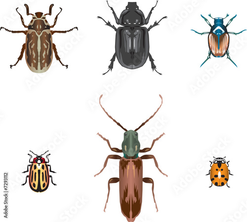 six vector beetles