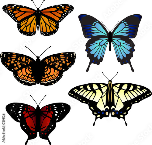 five vector butterflies