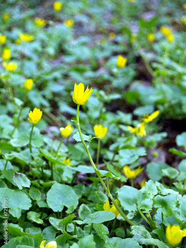 Yellow flower