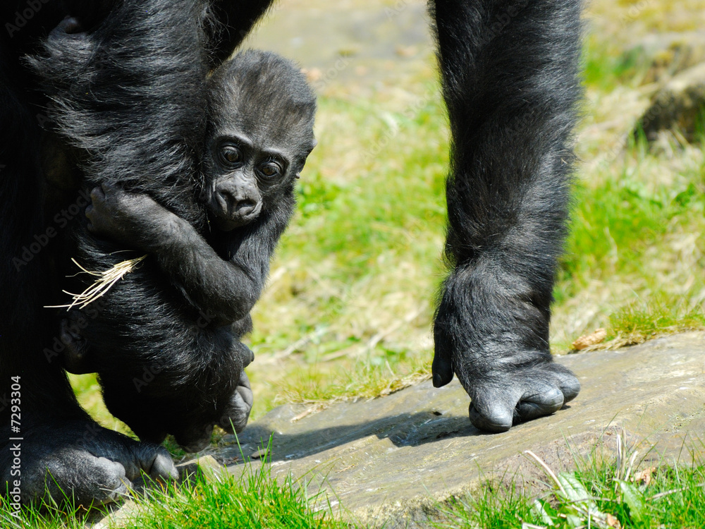 Fototapeta premium baby gorilla