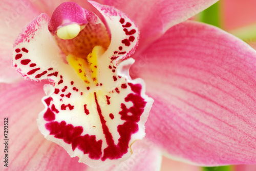 colorful orchid