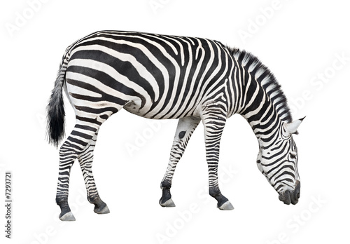 Zebra cutout
