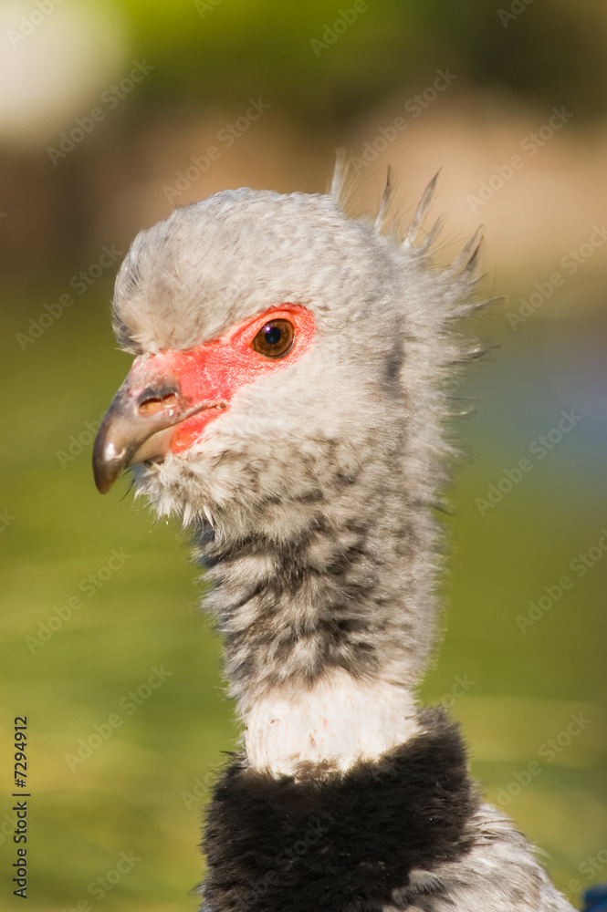 Fototapeta premium Southern screamer.