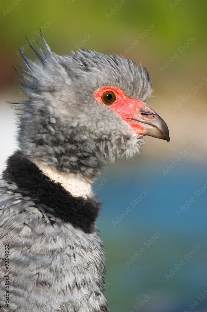 Southern screamer (Chauna torquata) Southern screamer (Chauna torquata)