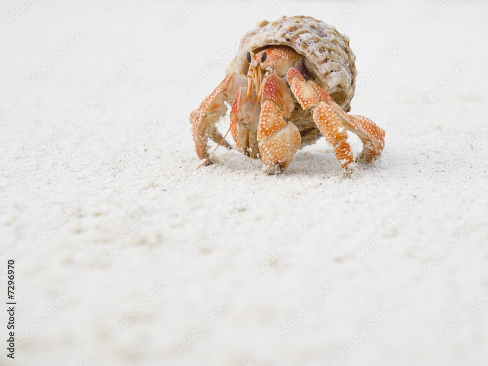 Big Hermit Crab