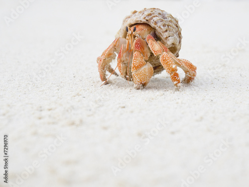Big Hermit Crab