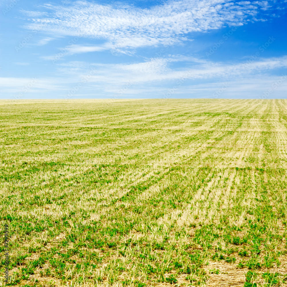 field field