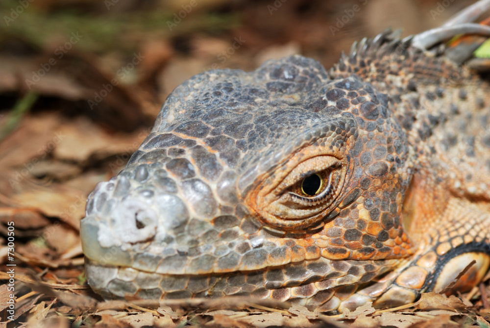 Fototapeta premium lizard