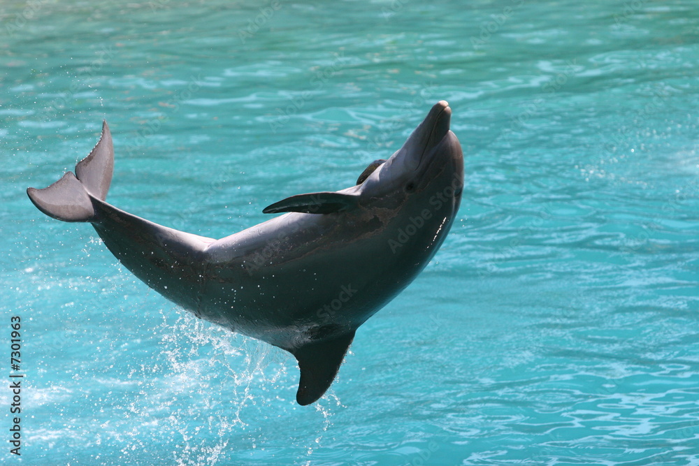 Fototapeta premium FLIPPING DOLPHIN