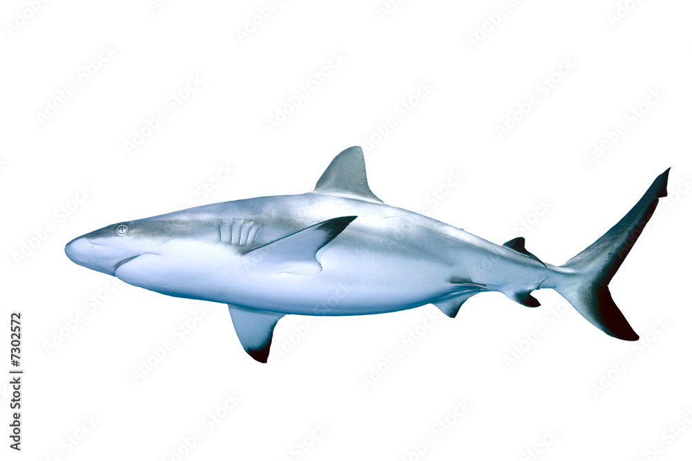 Obraz premium Shark