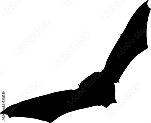 fledermaus
