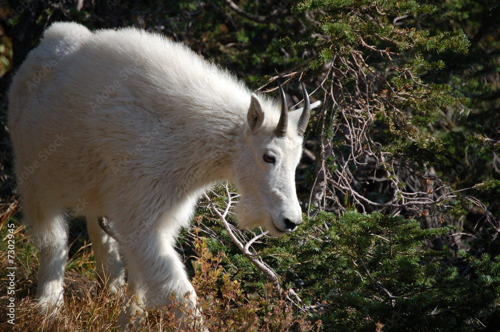 mountain goat