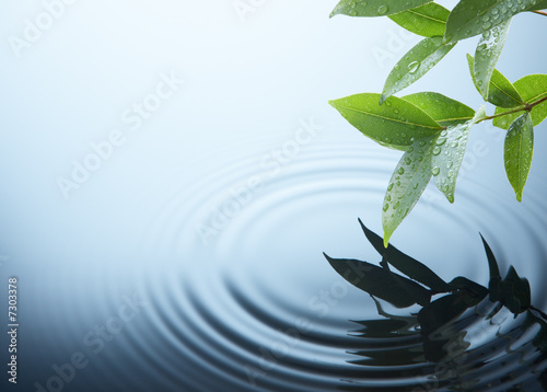 plant and water