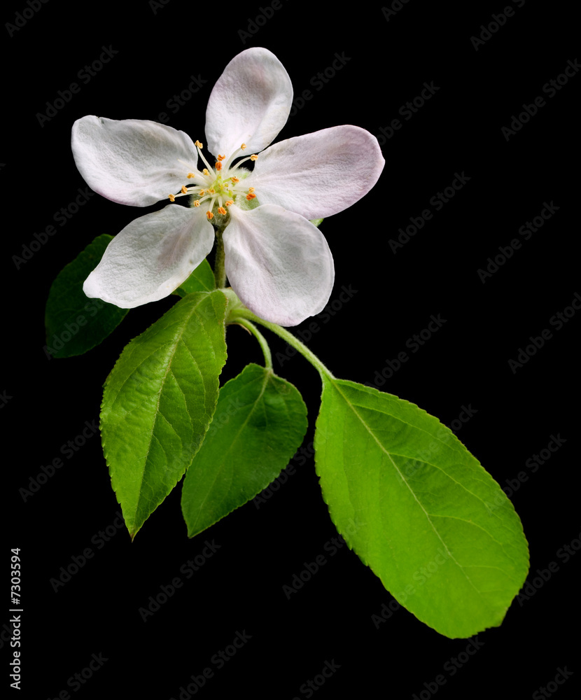 Obraz premium Apple blossom