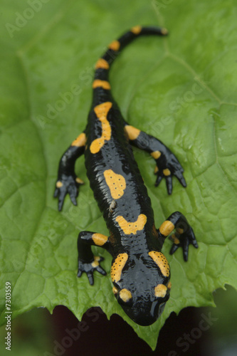 Fototapeta Naklejka Na Ścianę i Meble -  Salamander lizard