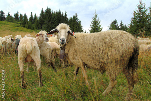 Sheep on mountain pasture © Fotografik