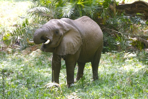 African Elephant