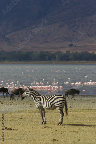 African Zebra