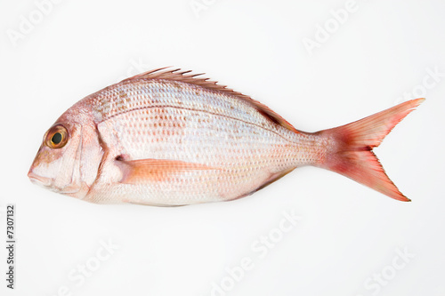 pescado sobre fondo blanco