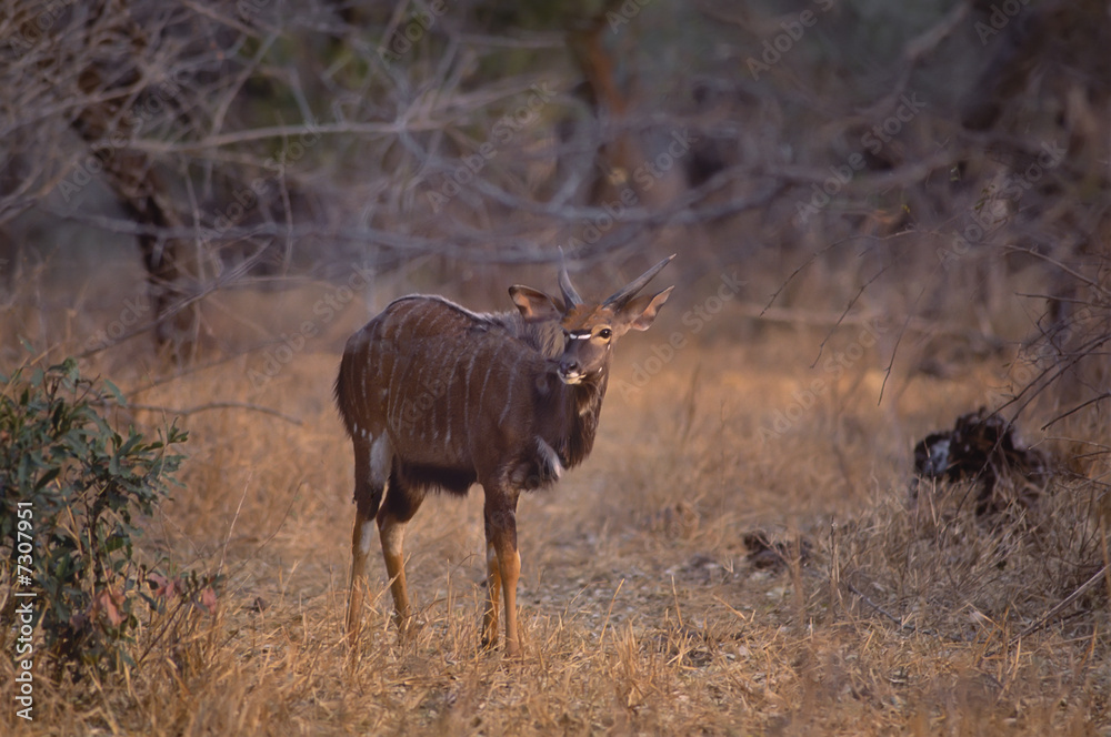 Fototapeta premium Africa-Cameroon bushbuck