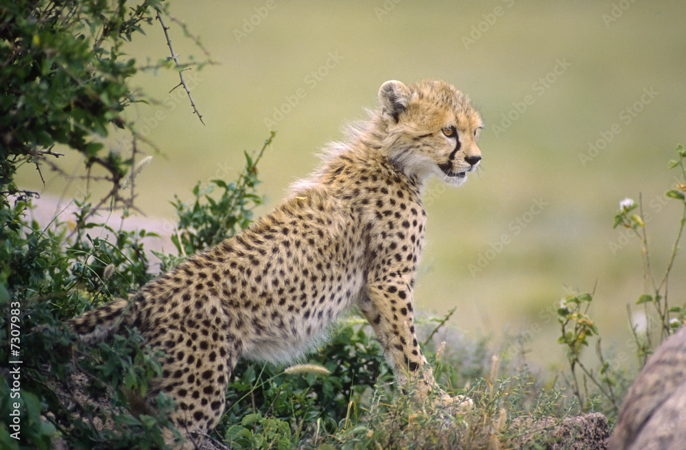 Obraz premium Africa-Cheetah cub