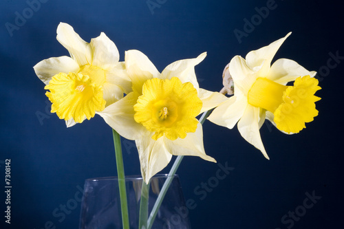 Fototapeta Naklejka Na Ścianę i Meble -  bunch of yellow spring daffodils, isolated on 