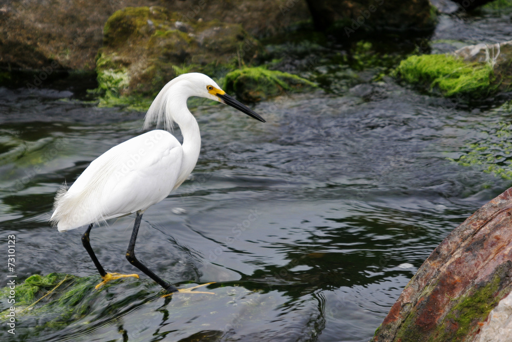 Egret Standing in the flowing water. Egret Standing in the flowing water.