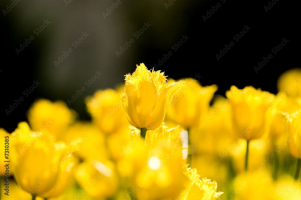 Tulip Tulip