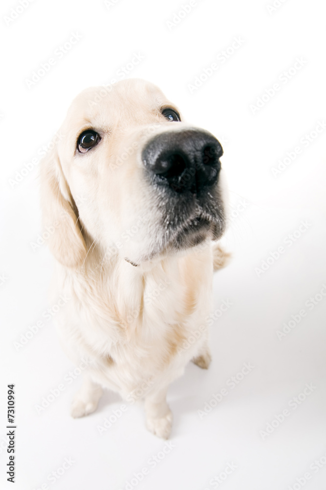 Golden retriever thinking