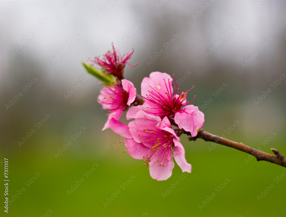 Fototapeta premium Cherry Blossoms