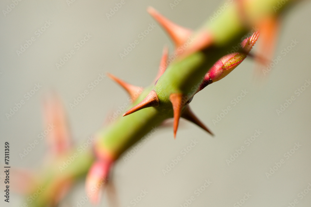 Fototapeta premium Rose thorns