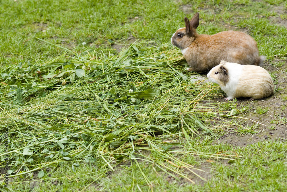 Naklejka premium Rabbit and guinea pig