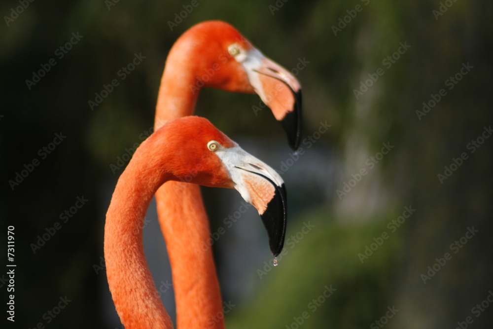 Fototapeta premium jumeaux