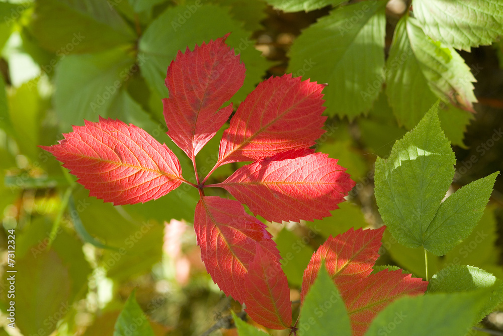 Autumn leaves Autumn leaves
