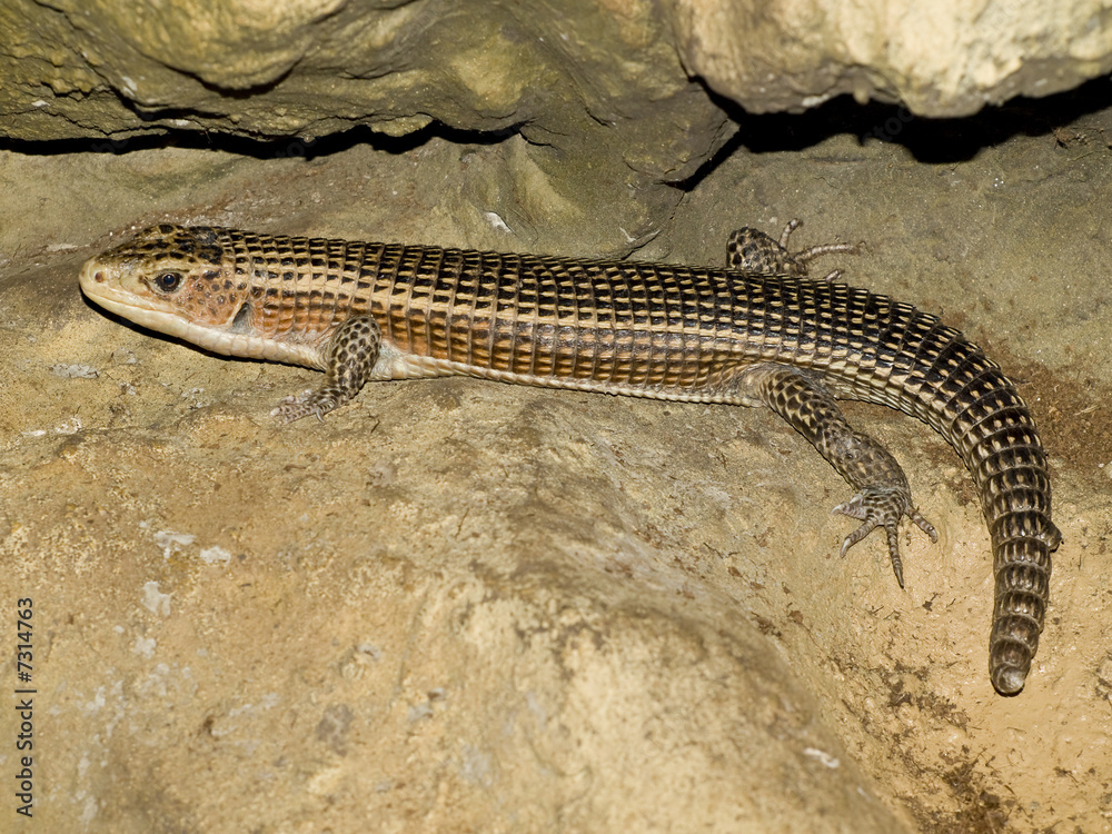 Obraz premium lizard