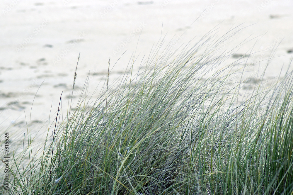 herbes de sable herbes de sable