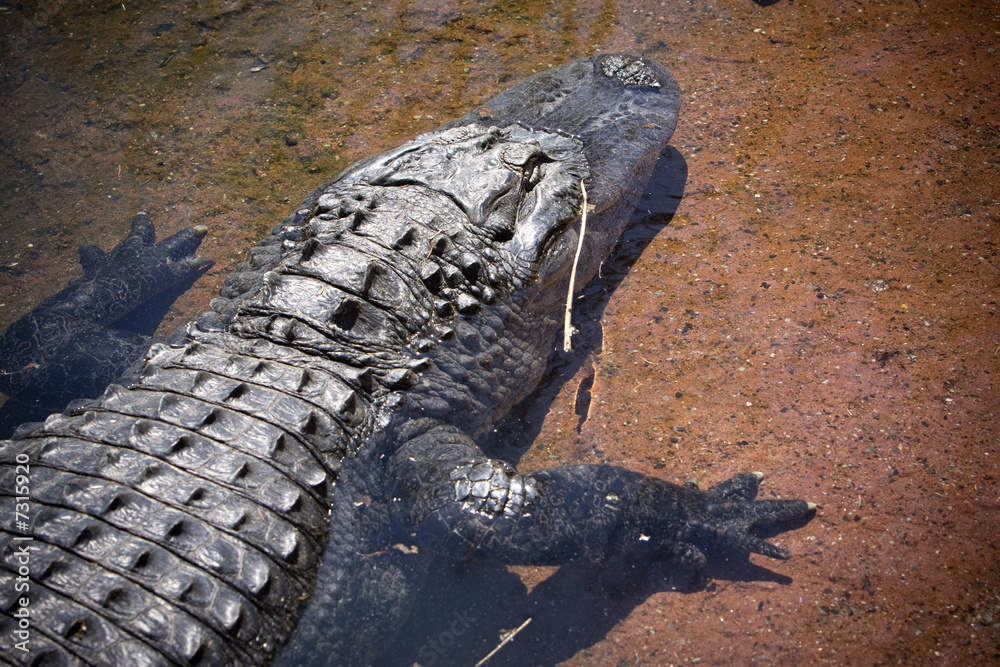 Obraz premium Crocodile