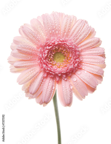 Pink gerbera.