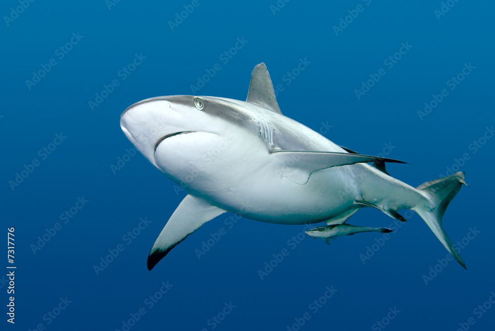 Fototapeta premium Shark with Remora swimming underwater