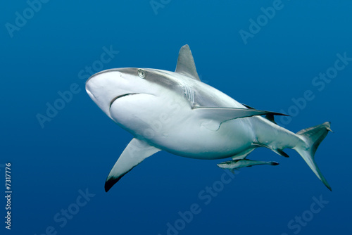 Shark with Remora swimming underwater