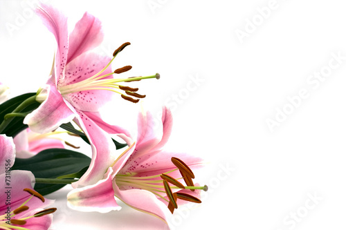 Tropical Pink Lilly