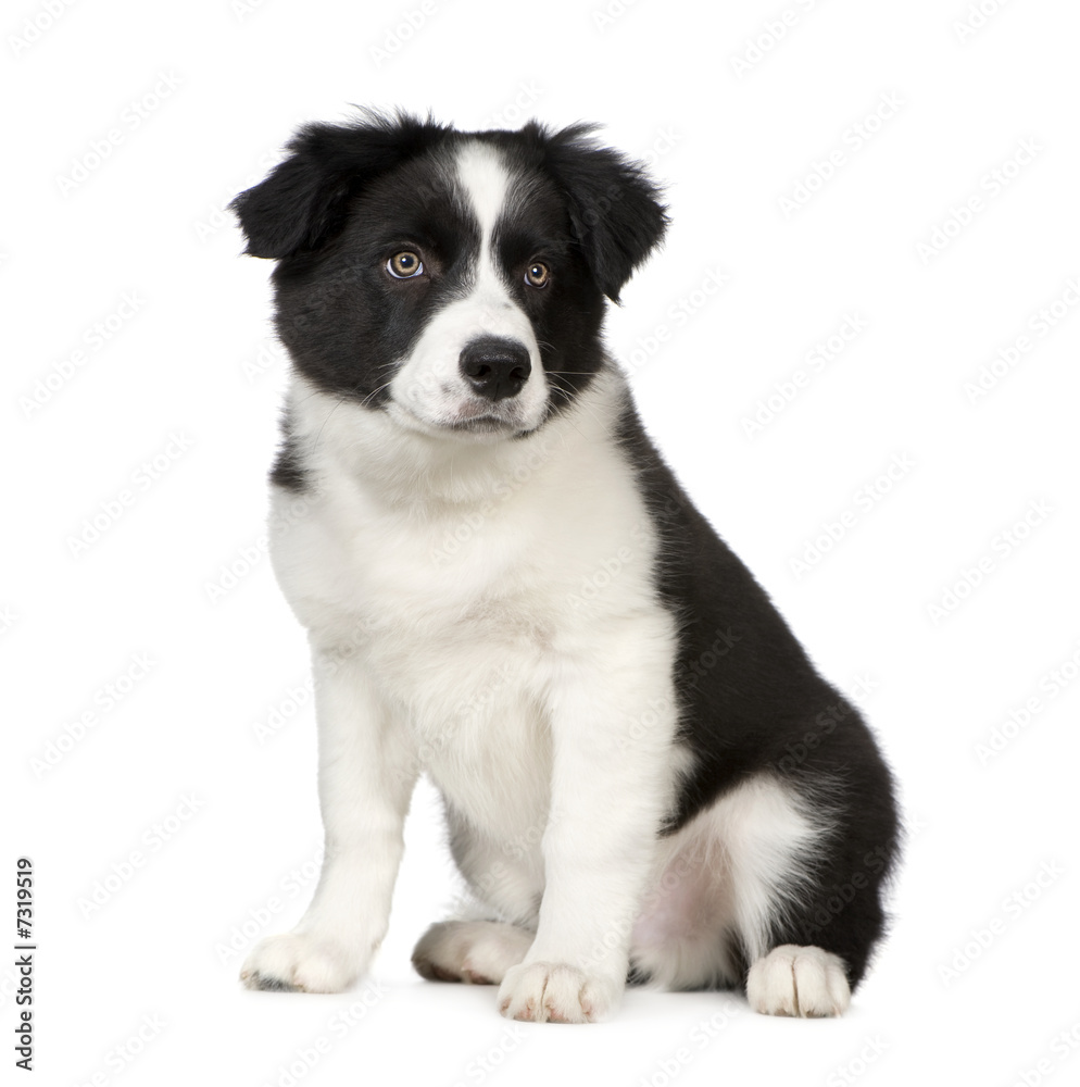 Border Collie Puppy Border Collie Puppy