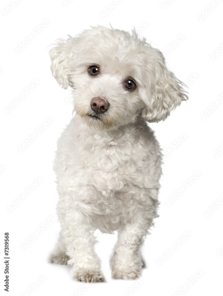 Maltese dog (10 years)