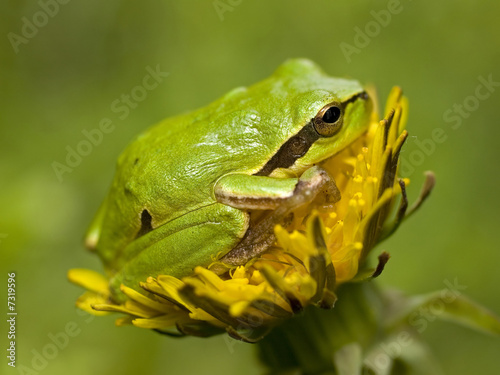 frog on flower