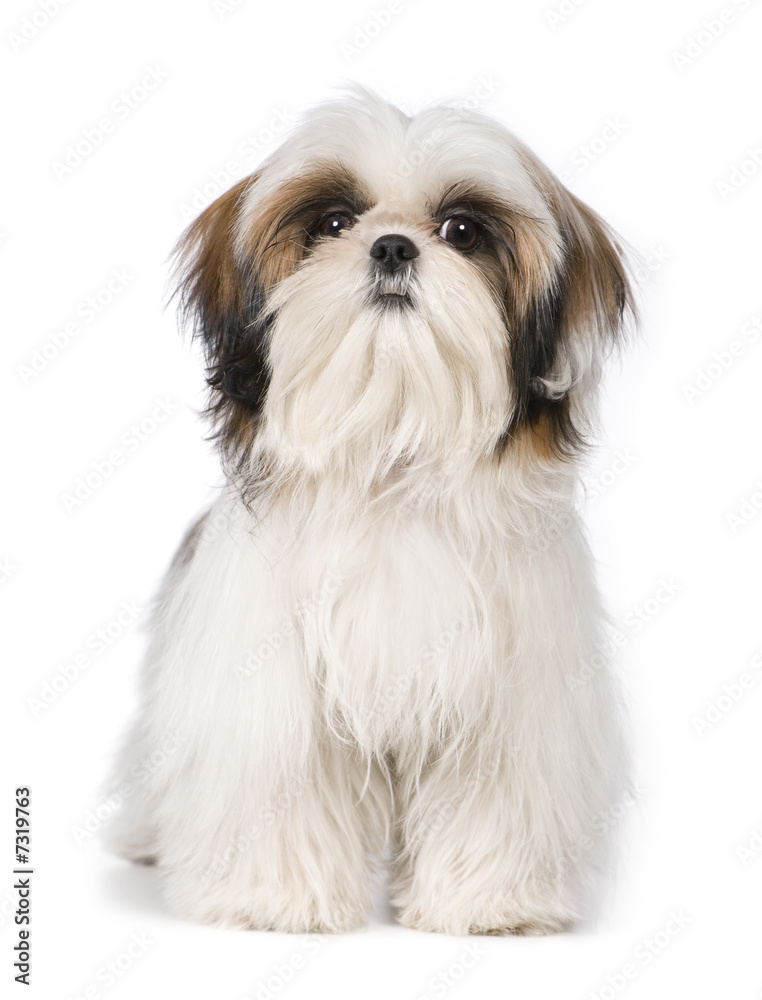Shih Tzu Shih Tzu