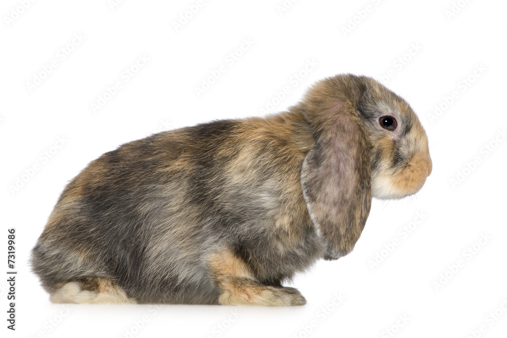 Rabbit