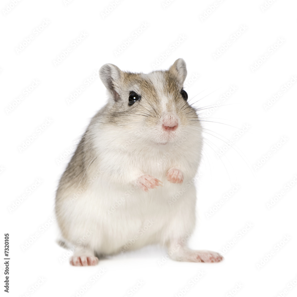 Gerbil